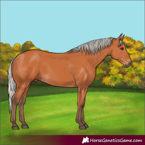 Horse Color:Silver Bay 