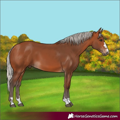 Horse Color:Silver Bay 