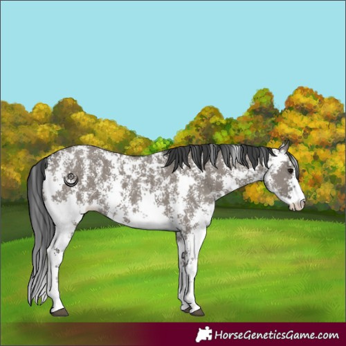 Horse Color:Grullo Sabino Rabicano