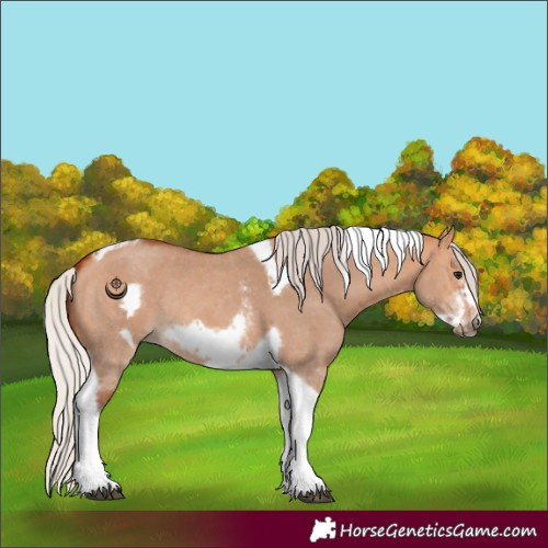 Horse Color:Silver Bay Dun Sabino Tobiano Frame Rabicano 