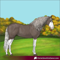 Horse Color:Silver Black Splash