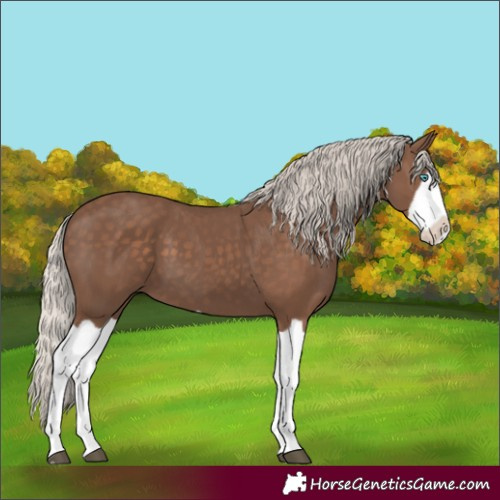 Horse Color:Silver Black Splash 