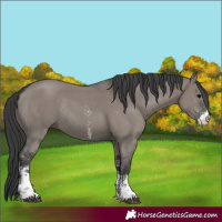 Horse Color:Grullo Sabino Rabicano