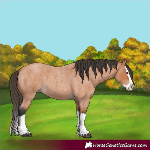Horse Color:Bay Roan Splash