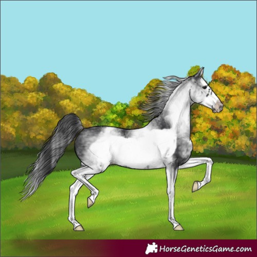 Horse Color:White Spotted Black Splash Frame Varnish 