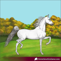 Horse Color:White Spotted Grullo Splash Tobiano Frame Appaloosa 