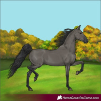 Horse Color:Grullo Rabicano