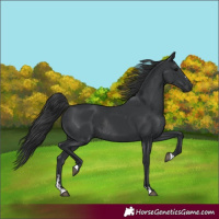 Horse Color:Black Rabicano