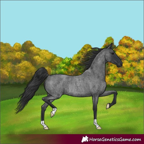 Horse Color:Blue Roan Rabicano 
