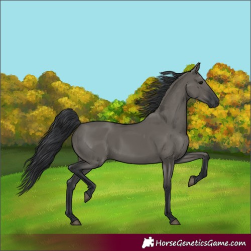 Horse Color:Grullo