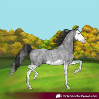 Horse Color:Blue Roan Splash 
