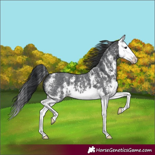 Horse Color:Black Sabino Splash 