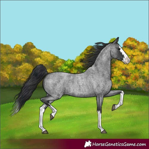 Horse Color:Blue Roan Splash 