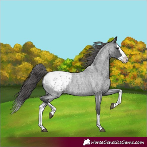 Horse Color:Blue Roan Splash Appaloosa 