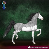Horse Color:Blue Roan Splash 