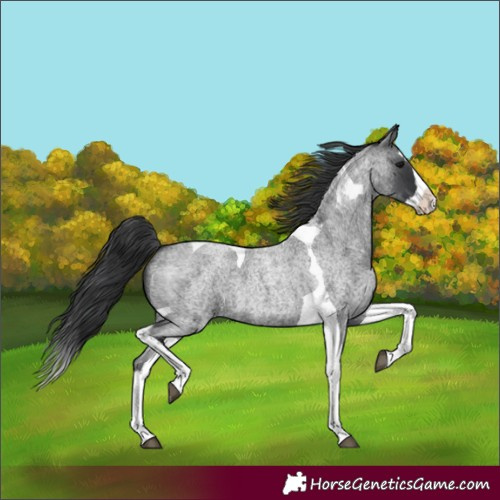 Horse Color:Blue Roan Splash Tobiano 