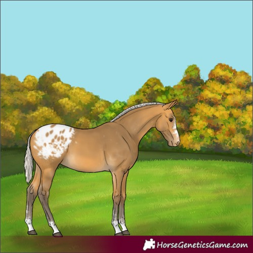 Horse Color:Silver Buckskin Varnish