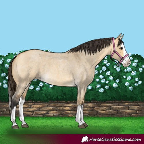 Horse Color:Buckskin Roan Dun Splash 