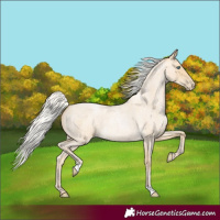 Horse Color:Silver Smoky Blue Roan Pearl