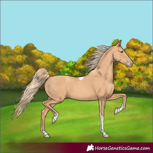 Horse Color:Gold Champagne Tobiano 