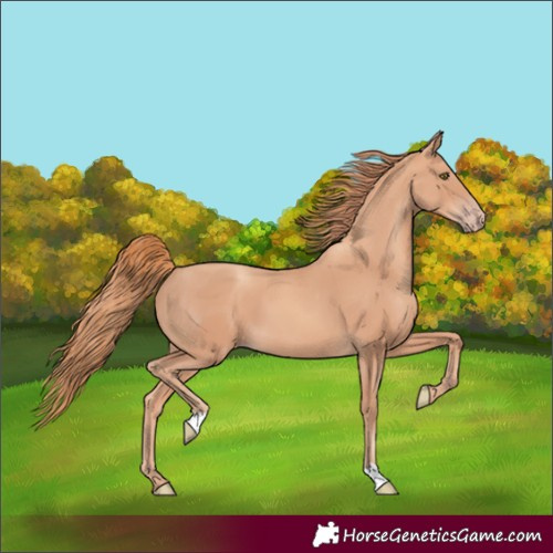 Horse Color:Gold Champagne 