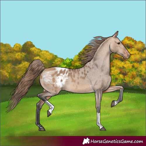 Horse Color:Bay Dun Tobiano Appaloosa