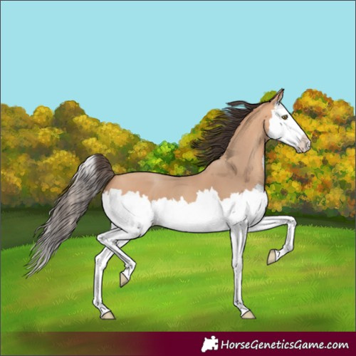 Horse Color:Amber Champagne Splash