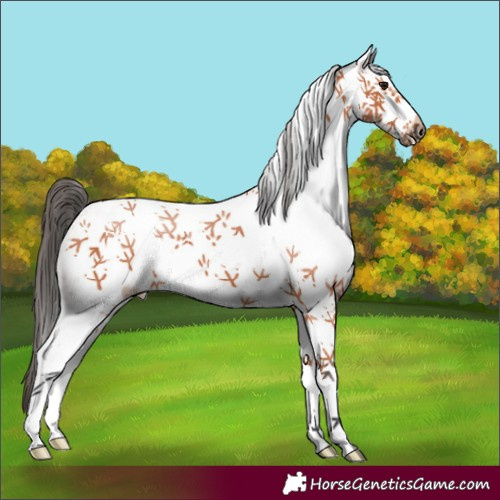 Horse Color:White Spotted Bay Frame 