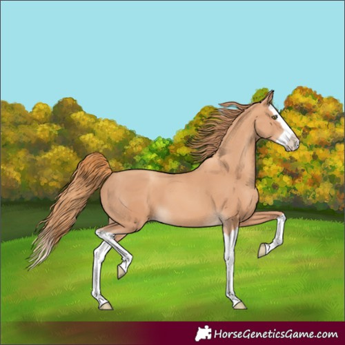 Horse Color:Gold Champagne Splash 