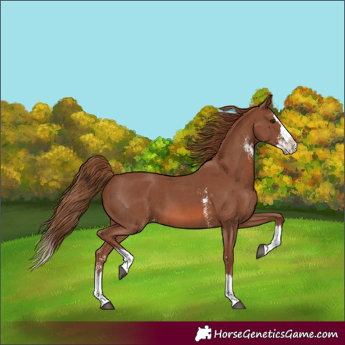Horse Color:Chestnut Sabino Splash Appaloosa