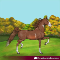 Horse Color:Chestnut Sabino Splash Appaloosa