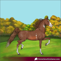 Horse Color:Chestnut Sabino Splash Appaloosa 