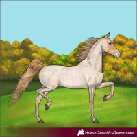 Horse Color:Red Roan Varnish