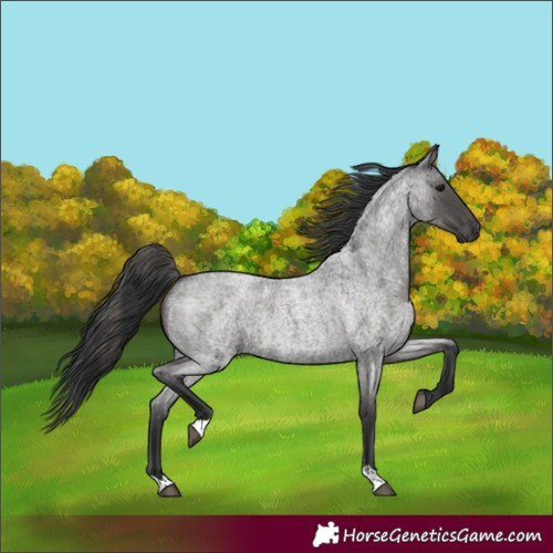 Horse Color:Blue Roan
