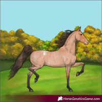 Horse Color:Bay Roan Appaloosa 