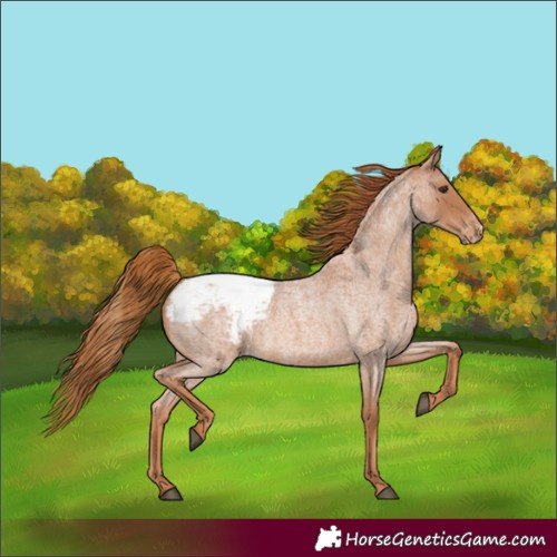 Horse Color:Red Roan Appaloosa