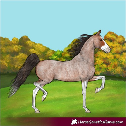 Horse Color:Bay Roan Splash 