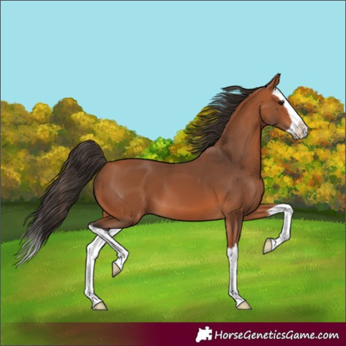 Horse Color:Bay Splash