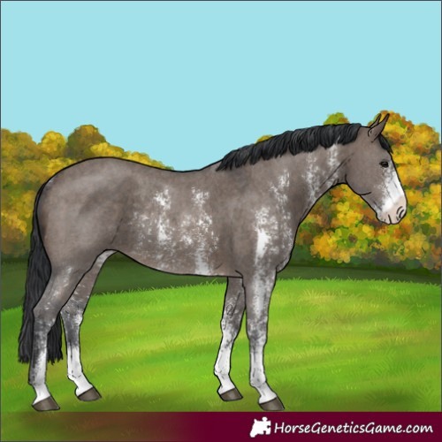 Horse Color:Brown Dun Sabino Rabicano