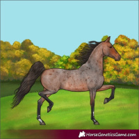 Horse Color:Bay Roan