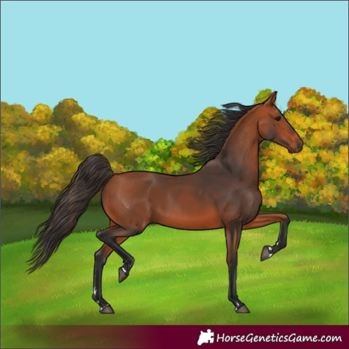 Horse Color:Bay 