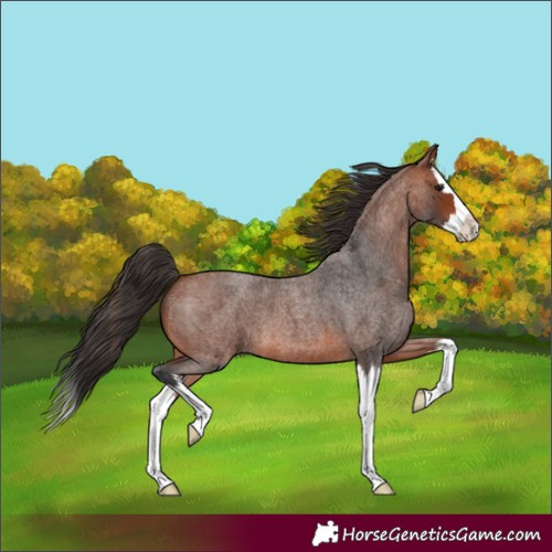 Horse Color:Bay Roan Splash