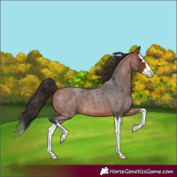 Horse Color:Bay Roan Splash