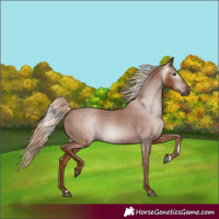 Horse Color:Gray Chestnut Appaloosa