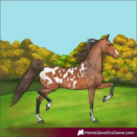 Horse Color:Bay Appaloosa 