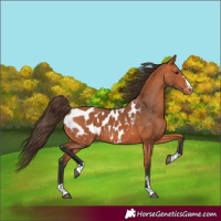 Horse Color:Bay Blanket