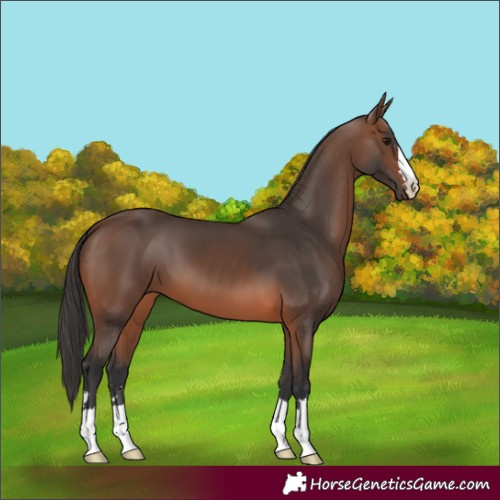 Horse Color:Brown