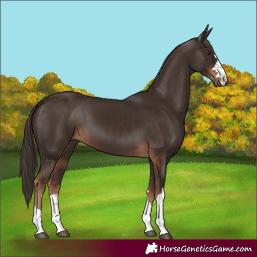 Horse Color:Liver Chestnut 