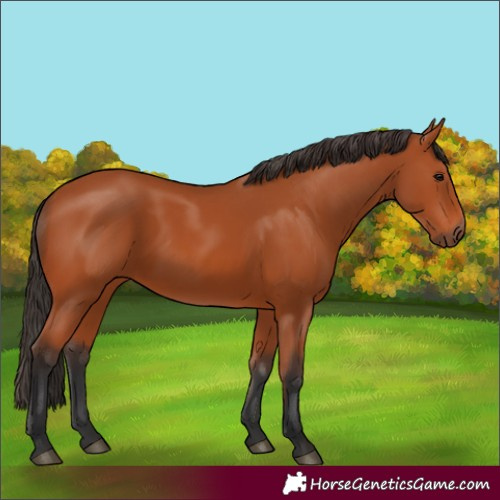 Horse Color:Bay Rabicano 