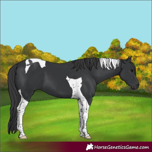 Horse Color:Black Tobiano 